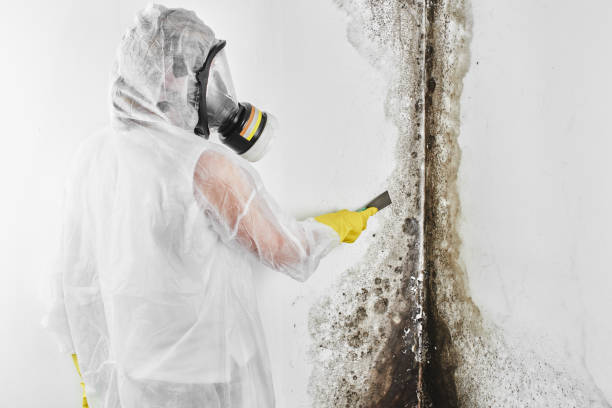 Best Fast Mold Removal  in Hearne, TX