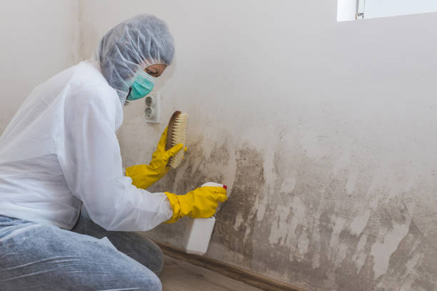 Best Fast Mold Removal  in Hearne, TX