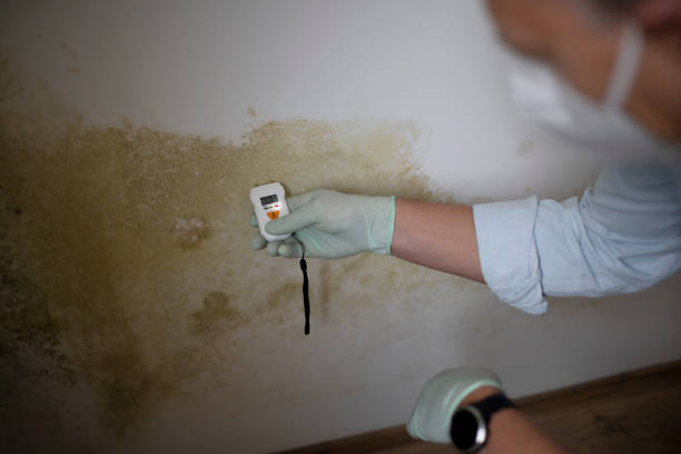 Best Mold Remediation  in Hearne, TX