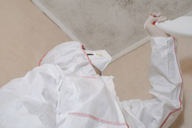Best Mold Removal Company Near Me  in Hearne, TX