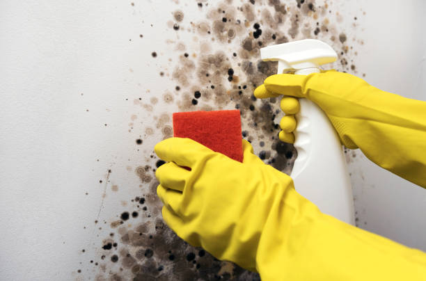 Best Toxic Mold Removal  in Hearne, TX