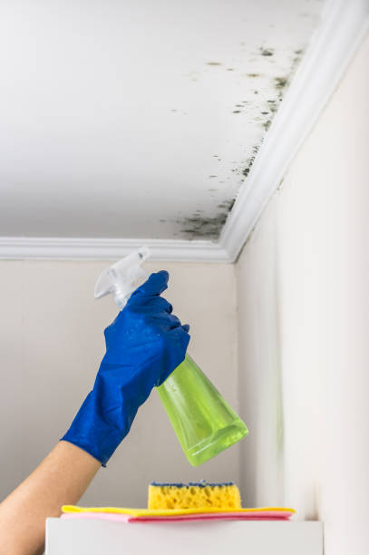 Best Home Mold Removal  in Hearne, TX